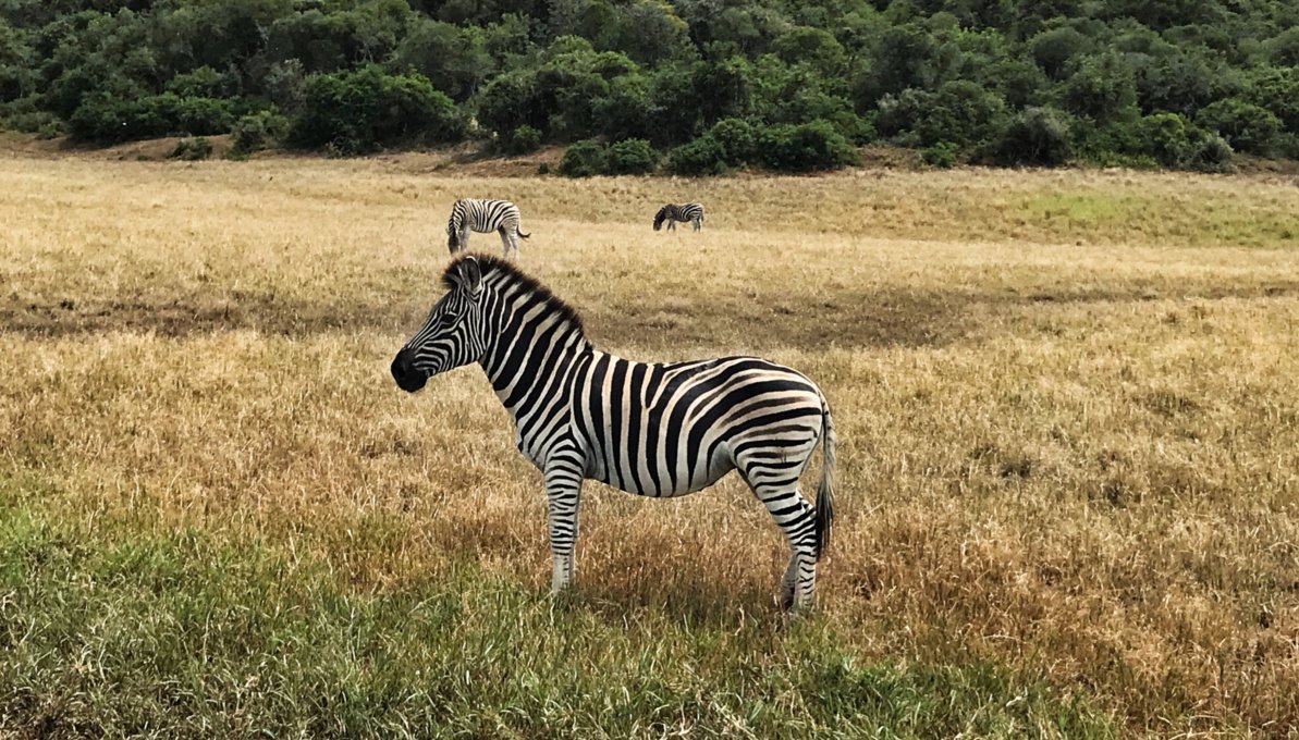 little zebra in field